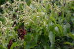 Buckwheat vine